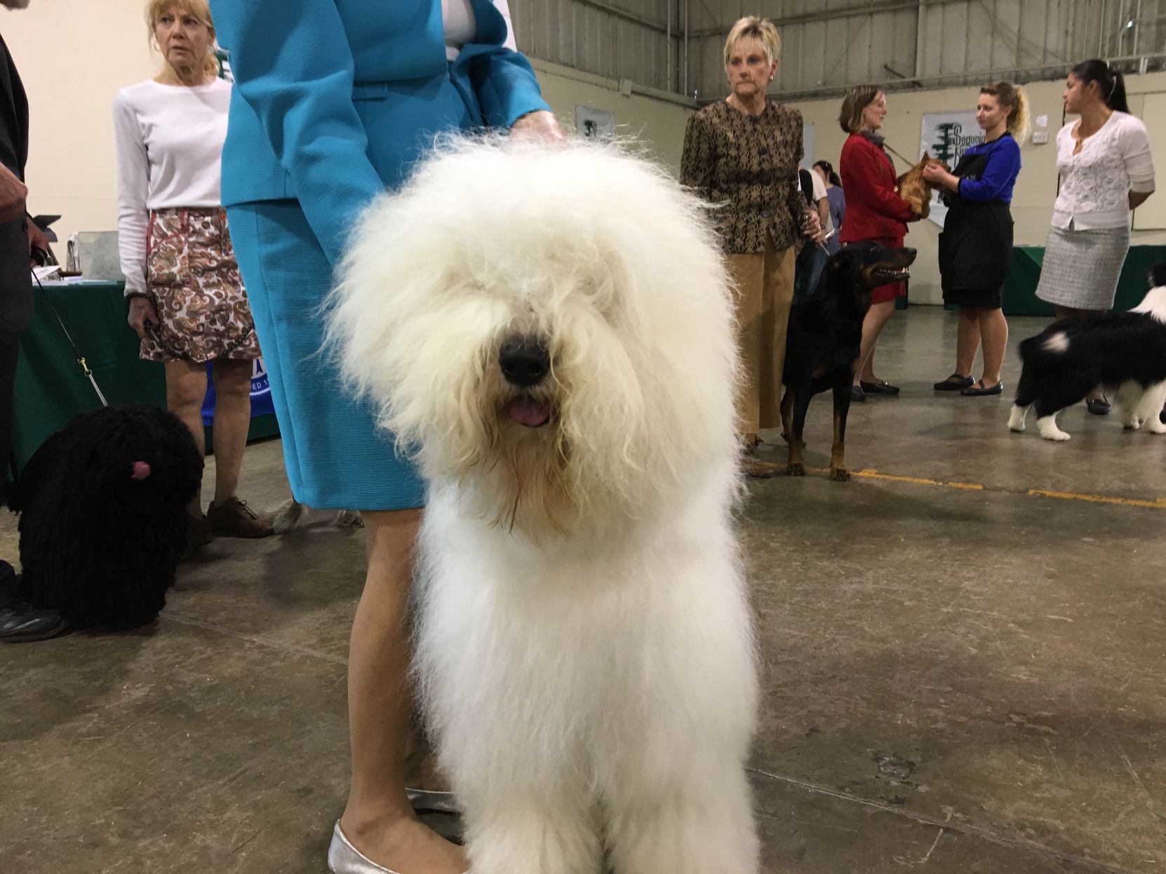 Dog Show - English Sheepdog